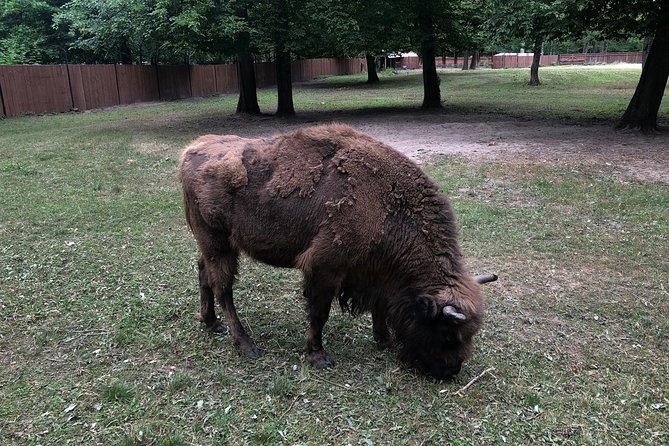 Białowieża Forest Unesco World Heritage Tour Packages (Native English Speaker) - Who should book this Białowieża experience?