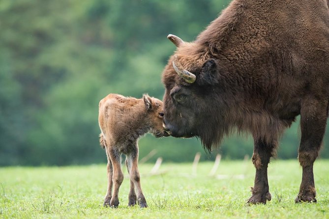 Bialowieza National Park Small Group Tour from Warsaw with Lunch included - Practical details that can affect your day
