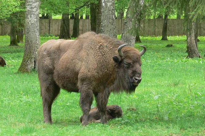 Bialowieza National Park Small Group Tour from Warsaw with Lunch included - Three hours inside the Strict Protection Reserve