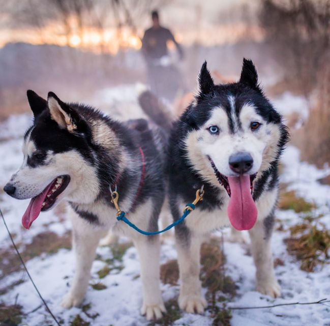 From Krakow: Dogsled Ride in Tatra Mountain - Key points to know before booking