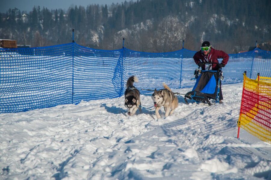 From Krakow: Dogsled Ride in Tatra Mountain - What to pack and what to clarify