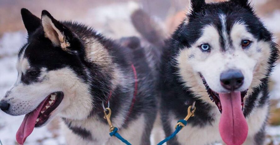 From Krakow: Dogsled Ride in Tatra Mountain - What this Krakow dogsled trip is really like
