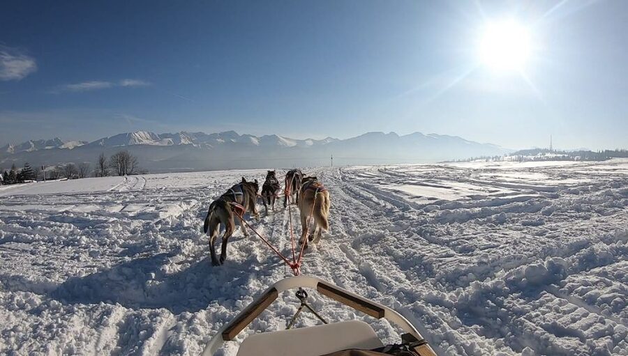 From Krakow: Dogsled Ride in Tatra Mountain - Learning to handle the sled and gear