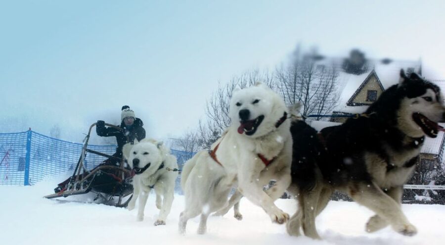 From Krakow: Dogsled Ride in Tatra Mountain - Is $391 a fair price?