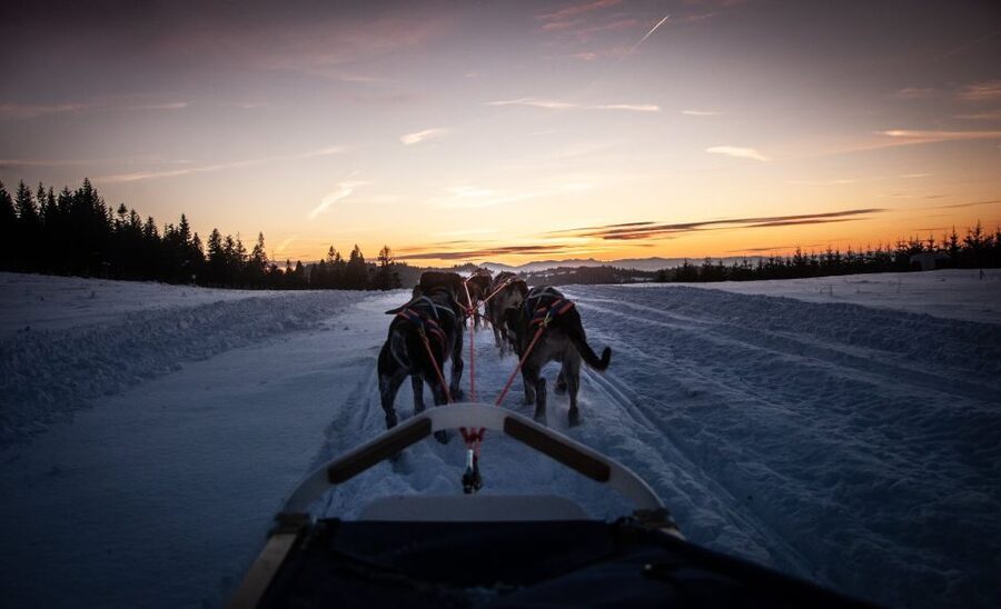 From Krakow: Dogsled Ride in Tatra Mountain - Who will enjoy this most
