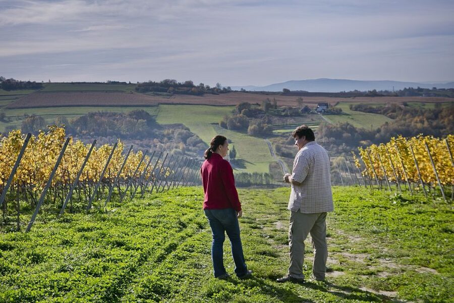From Krakow: Wine Tasting at Vineyard - Practical advice for a smoother visit