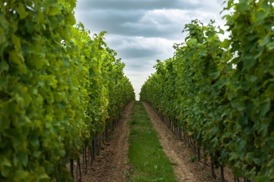 From Krakow: Wine Tasting at Vineyard - Four wines or ciders at the tasting