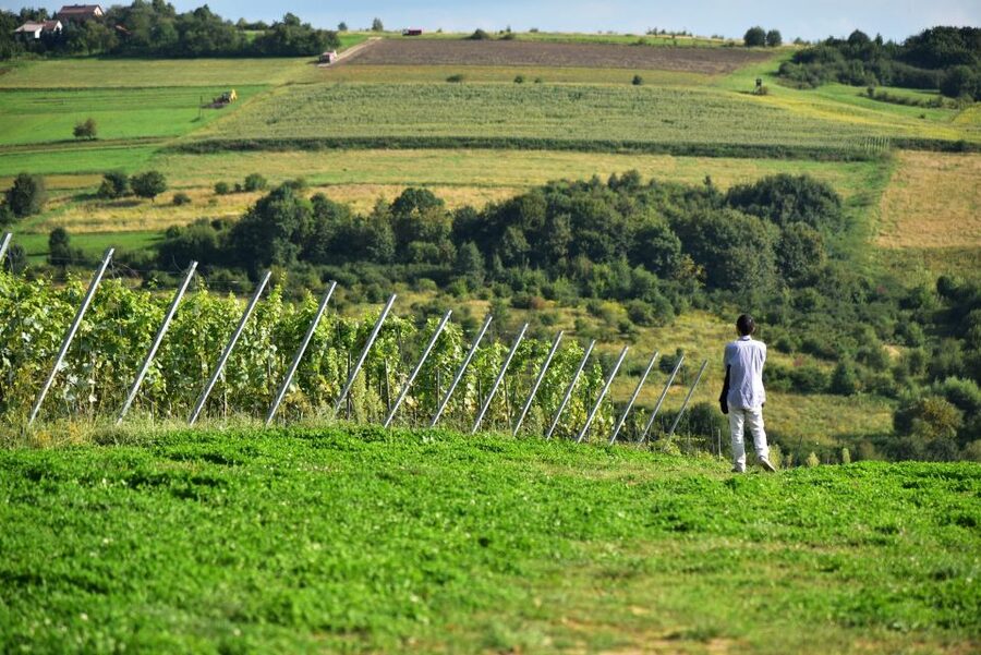 From Krakow: Wine Tasting at Vineyard - Adding cheese and local cold cuts
