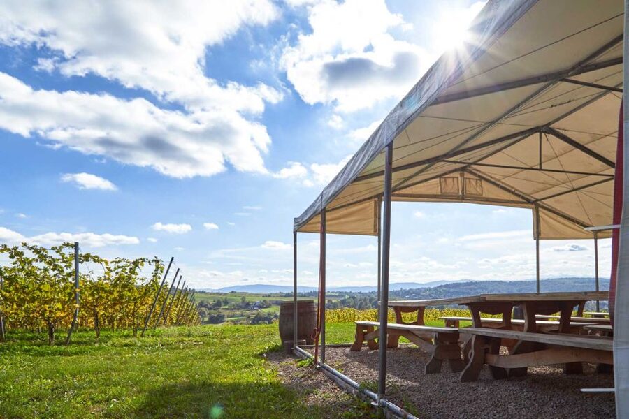From Krakow: Wine Tasting at Vineyard - Who will enjoy this vineyard visit?