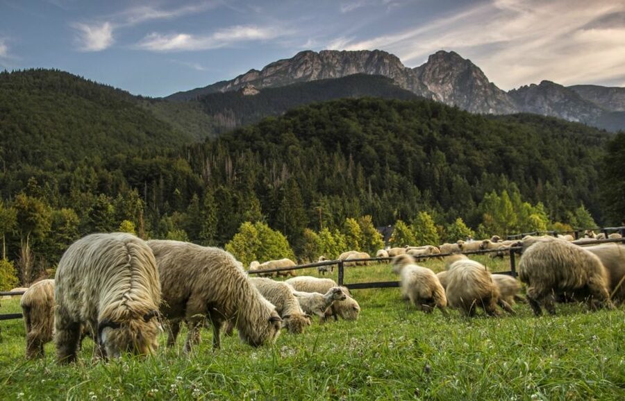 From Krakow: Zakopane & Hot Thermal Springs Private Tour - The road from Krakow to the Tatra foothills