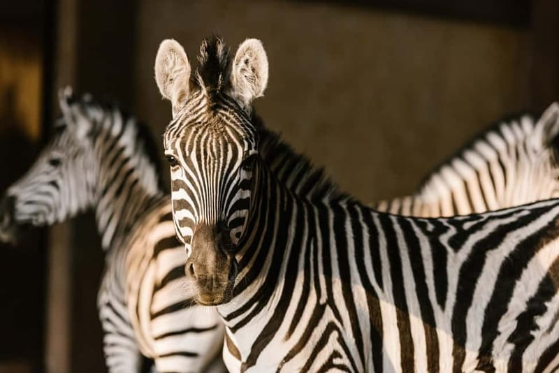 From Krakow: Zoo Trip with Private Luxury Transfer - Why the forest location changes the zoo visit