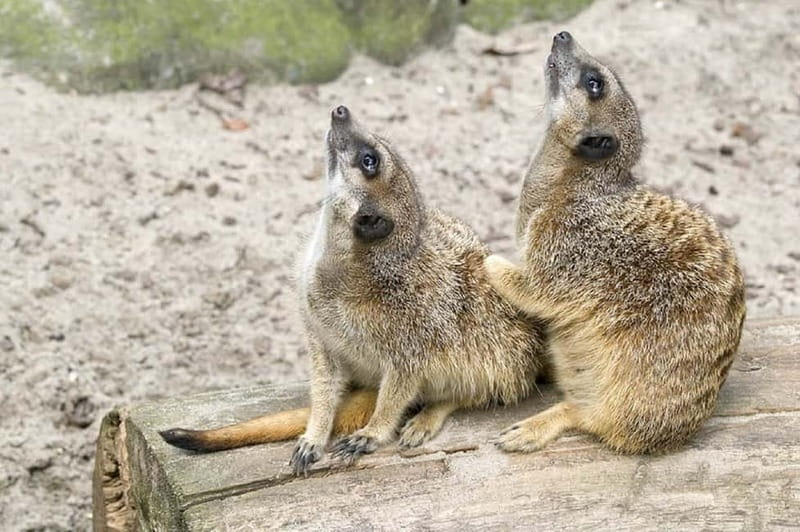 From Krakow: Zoo Trip with Private Luxury Transfer - What you see inside Krakow Zoo