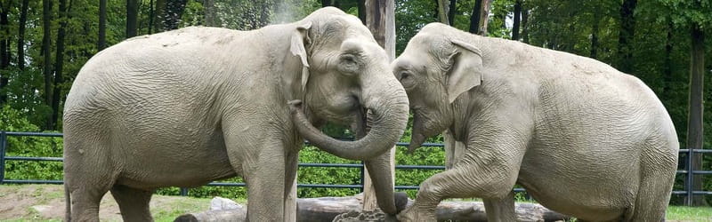From Krakow: Zoo Trip with Private Luxury Transfer - The two-hour zoo route and walking demands
