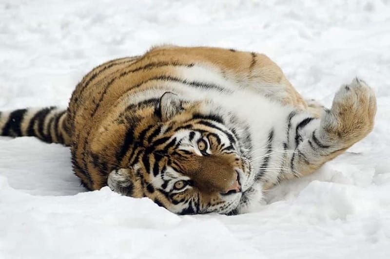 From Krakow: Zoo Trip with Private Luxury Transfer - Is the $102 price fair?