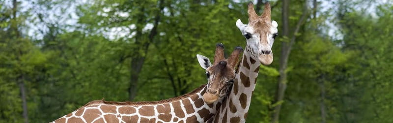 From Krakow: Zoo Trip with Private Luxury Transfer - Who will enjoy this outing most