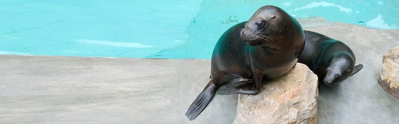 From Krakow: Zoo Trip with Private Luxury Transfer - Should you book the Krakow Zoo trip?
