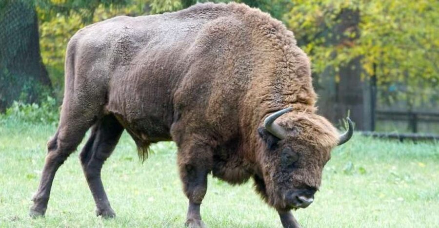 From Warsaw: Small-Group Tour to Bialowieza National Park - Why Białowieża Forest Is Worth a Very Long Day