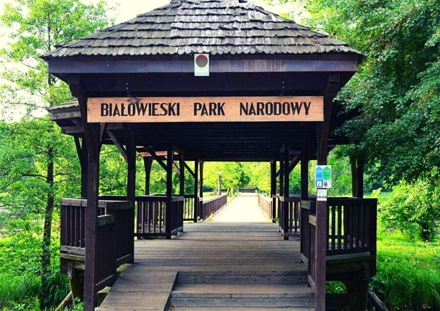 From Warsaw: Small-Group Tour to Bialowieza National Park - The Strictly Protected Forest Walk