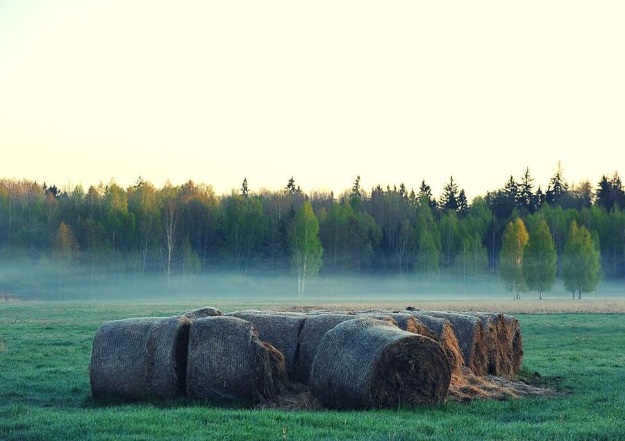 From Warsaw: Small-Group Tour to Bialowieza National Park - The Oldest Building in Białowieża