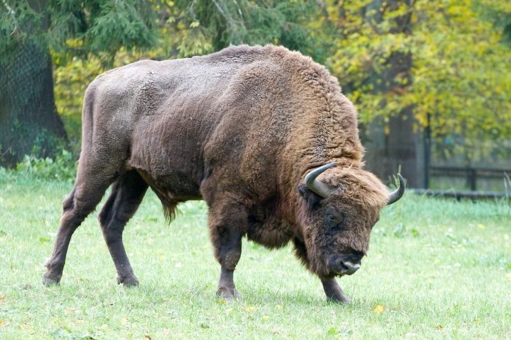 From Warsaw: Small-Group Tour to Bialowieza National Park - Meeting the European Bison