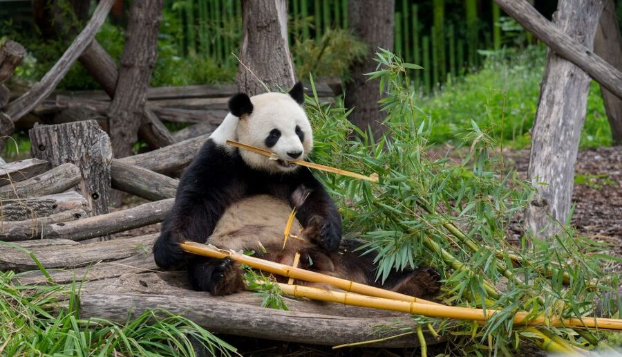 Gdansk: Oliwa Zoo with Tickets and Roundtrip Transportation - Should you book the Oliwa Zoo transfer?
