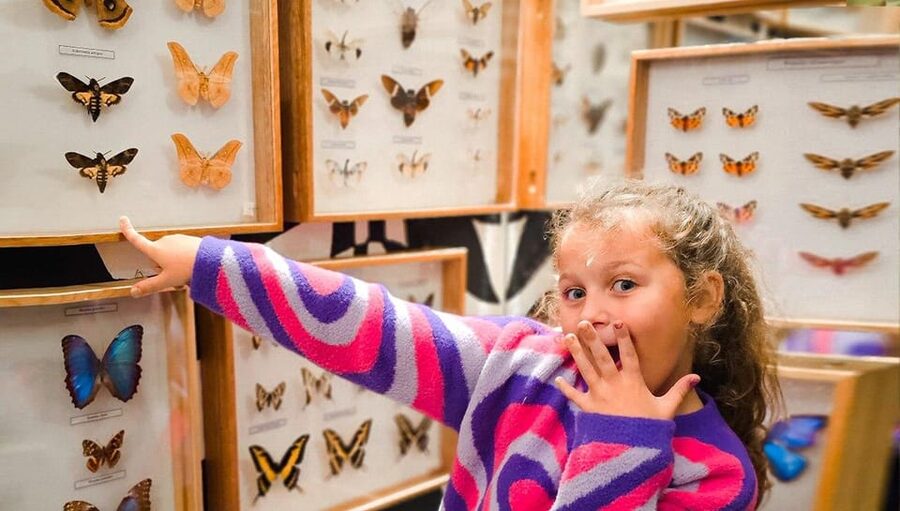 Krakow: Living Butterflies Museum ''House Of Attractions'' - Finding 48 Grodzka Street in Krakow