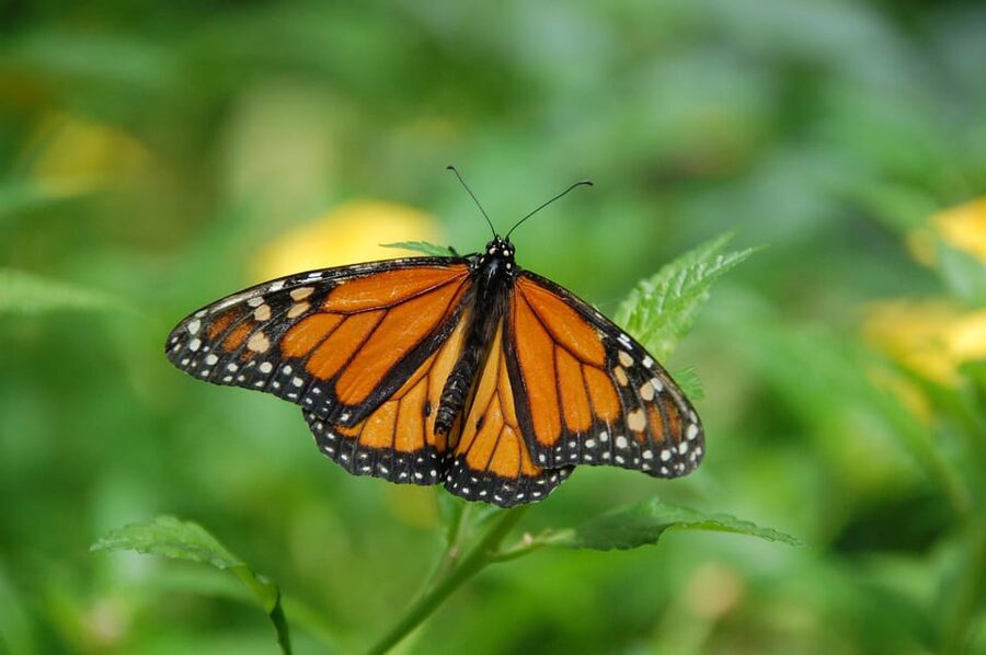 Krakow: Museum of Living Butterflies 2+1 - Key points to know before you go
