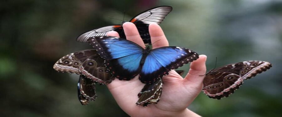 Krakow: Museum of Living Butterflies 2+1 - Meeting the living butterflies in Krakow