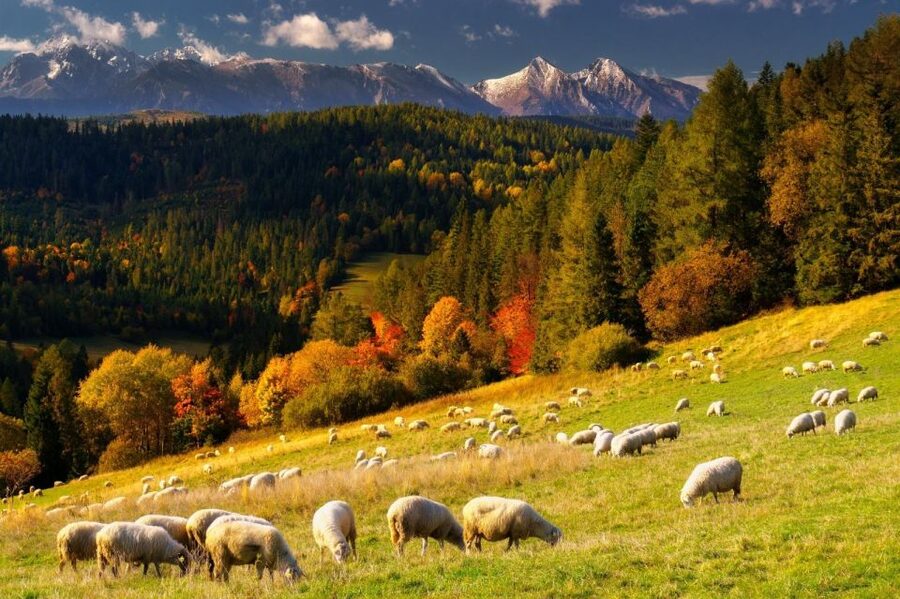 Krakow: Zakopane, Thermal Baths, Cable Car, Vodka, Oscypek - Transport, guides, and the long return to Krakow
