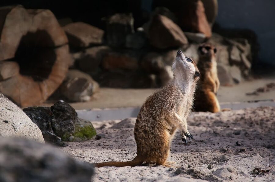 Krakow: Zoo Tour with Private Transport and Tickets - Why Krakow Zoo works as a city break from the Old Town