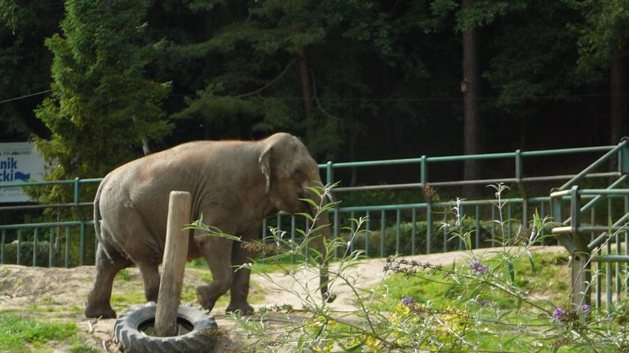 Krakow: Zoo Tour with Private Transport and Tickets - Pickup at your accommodation and the value of private transport