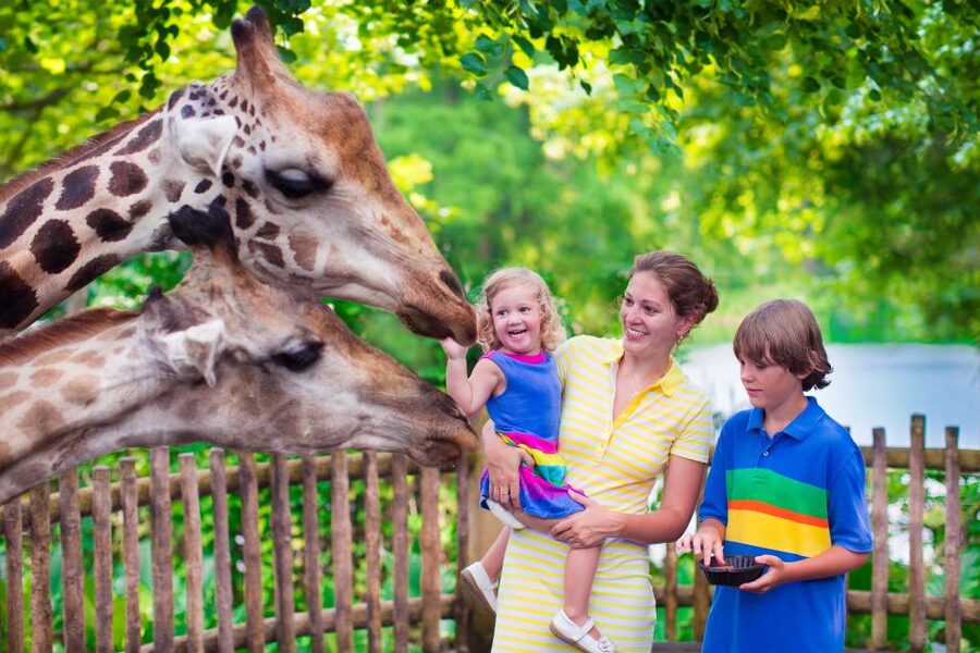 Krakow: Zoo Tour with Private Transport and Tickets - Three hours among rare and familiar animals