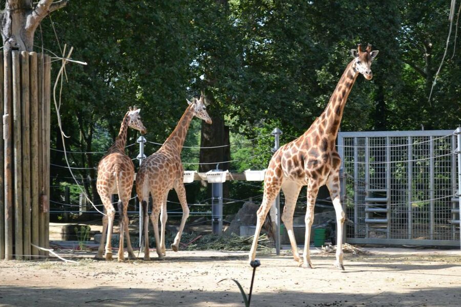 Krakow: Zoo Tour with Private Transport and Tickets - Who should book this zoo outing?