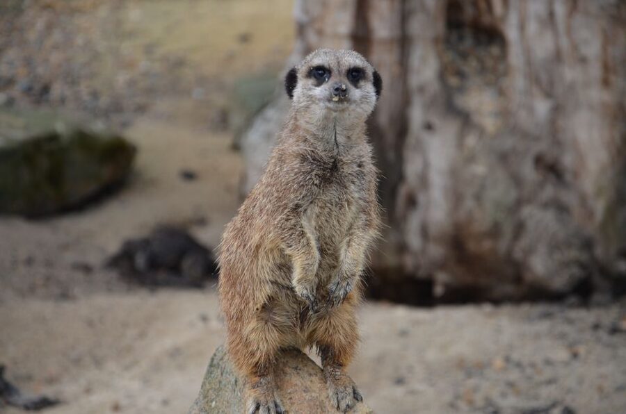Krakow: Zoo with Hotel Pickup - Key points to know before booking
