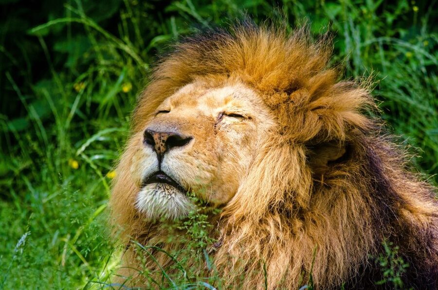 Krakow: Zoo with Hotel Pickup - The animals worth planning around