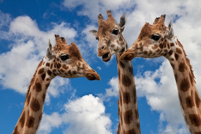 Krakow: Zoo with Hotel Transfer - Key points before you book