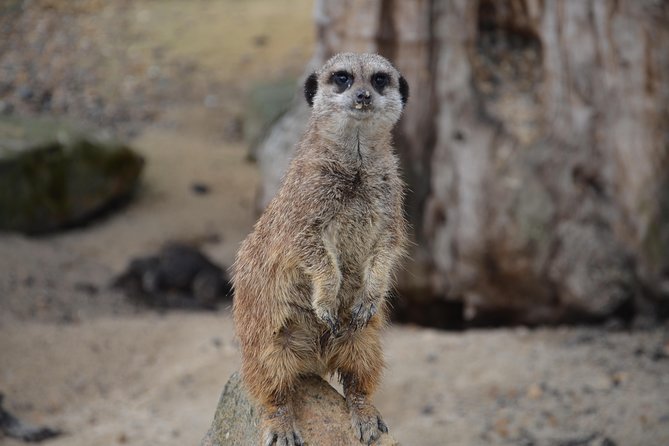 Krakow: Zoo with Hotel Transfer - Why this Krakow Zoo trip works well