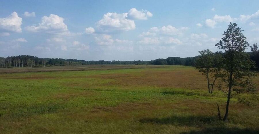 Warsaw: Bialowieza National Park and European Bison Tour - Key points to know before you book