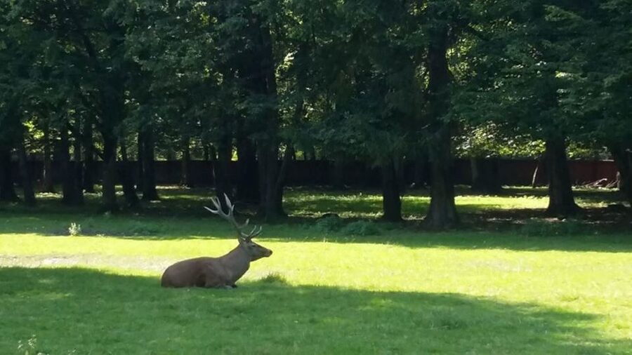Warsaw: Bialowieza National Park and European Bison Tour - Small details that make the day easier