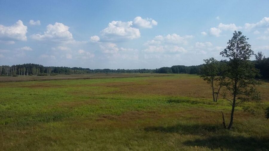 Warsaw: Bialowieza National Park and European Bison Tour - Is $245 a fair price?