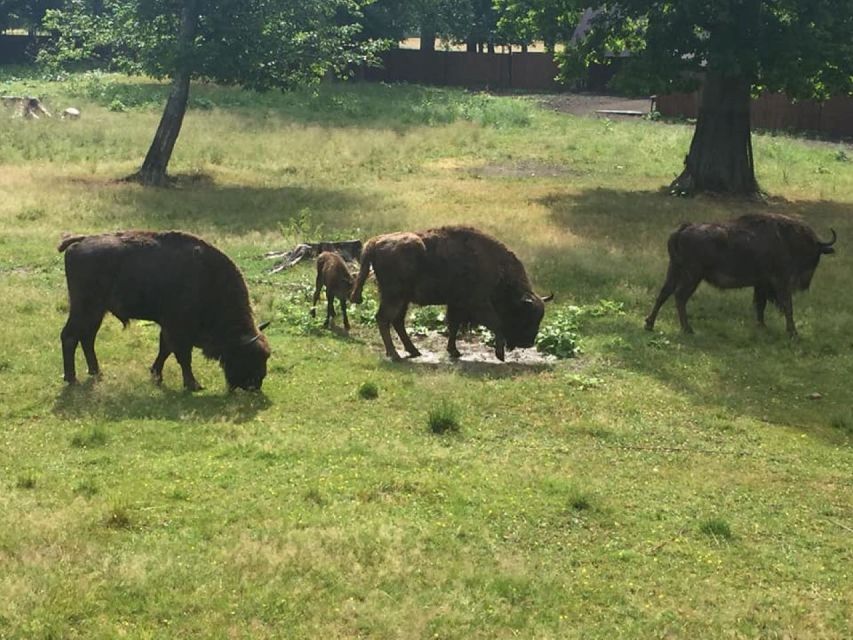 Warsaw: Bialowieza National Park and European Bison Tour - The road from Warsaw to Białowieża