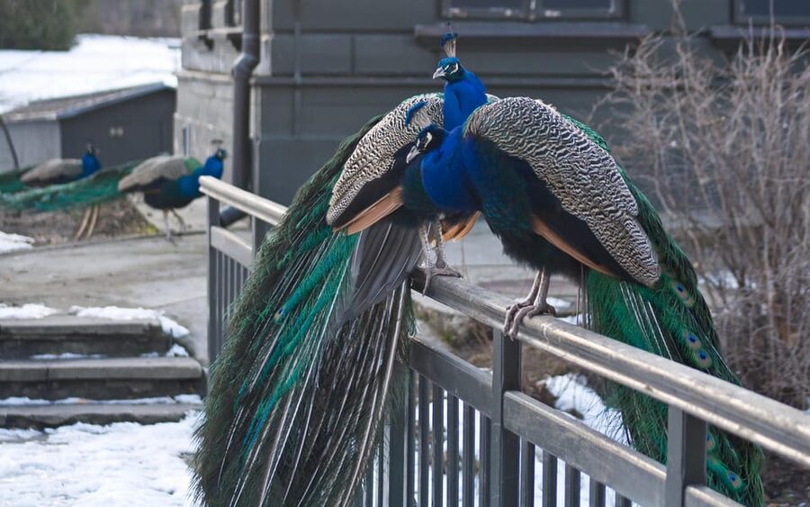 Warsaw Zoo Skip-the-Line Entry Ticket with Private Transport - Why the private transfer matters in Warsaw