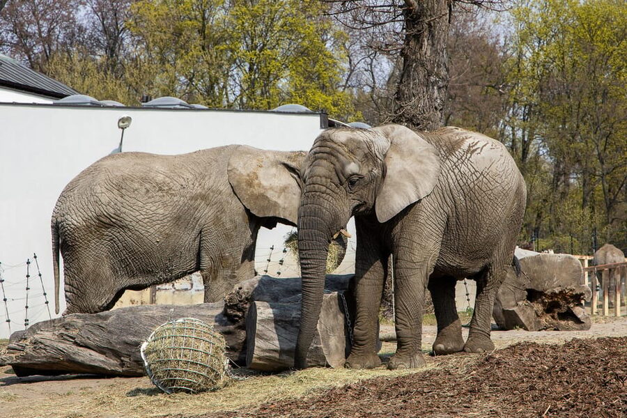 Warsaw Zoo Skip-the-Line Entry Ticket with Private Transport - The animals worth planning around