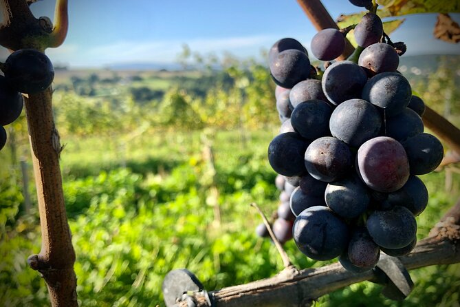 Wieliczka Vineyard: Wine tasting with local snacks - A Polish wine stop outside Krakow