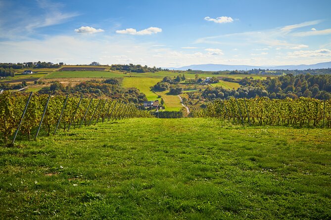 Wieliczka Vineyard: Wine tasting with local snacks - Walking among the vines at Winnica Wieliczka
