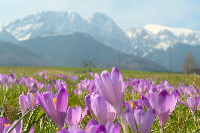 Zakopane and Tatras Mountains Day Tour from Krakow - Krupówki Street: useful, lively, and touristy